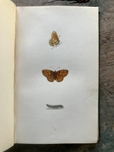 Load image into Gallery viewer, A History of British Butterflies by The Rev. F. O. Morris