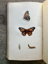 Load image into Gallery viewer, A History of British Butterflies by The Rev. F. O. Morris