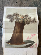 Load image into Gallery viewer, A Manual of the Sea-Anemones Commonly Found on the English Coast by the Rev. George Tugwell