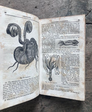 Load image into Gallery viewer, Elements of Conchology: Prepared for the Use of Schools and Colleges, by W. S. W. Ruschenberger from the Text of Milne Edwards, and Achille Comte