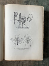 Load image into Gallery viewer, The Insect Book by Leland O. Howard