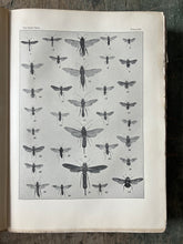 Load image into Gallery viewer, The Insect Book by Leland O. Howard