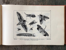 Load image into Gallery viewer, The Ladies Amusement; Or, Whole Art of Japanning Made Easy.