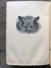 Load image into Gallery viewer, Wild Animals I Have Known and 200 Drawings by Ernest Seton-Thompson
