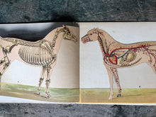 Load image into Gallery viewer, Anatomical Model of The Mare