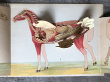 Load image into Gallery viewer, Anatomical Model of The Mare