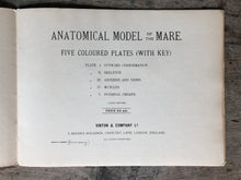 Load image into Gallery viewer, Anatomical Model of The Mare