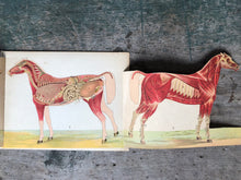 Load image into Gallery viewer, Anatomical Model of The Mare