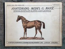 Load image into Gallery viewer, Anatomical Model of The Mare