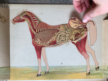 Load image into Gallery viewer, Anatomical Model of The Mare