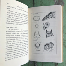 Load image into Gallery viewer, Animal Vision written and illustrated by George F. Mason