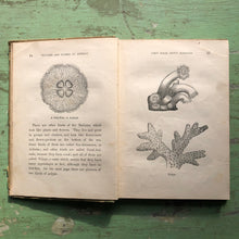 Load image into Gallery viewer, Young Folks' Pictures and Stories of Animals for Home and School: Sea-Urchins, Star-Fishes, and Corals. by Mrs. Sanborn Tenney