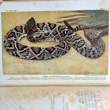 Load image into Gallery viewer, The Reptile Book by Raymond Lee Ditmars