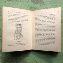 Load image into Gallery viewer, Young Folks' Pictures and Stories of Animals for Home and School: Sea-Urchins, Star-Fishes, and Corals. by Mrs. Sanborn Tenney