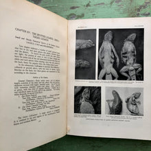 Load image into Gallery viewer, The Reptile Book by Raymond Lee Ditmars
