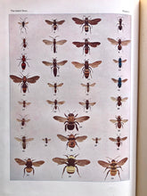 Load image into Gallery viewer, The Insect Book by Leland O. Howard