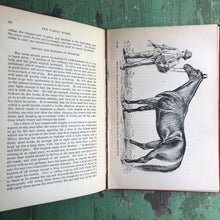 Load image into Gallery viewer, “The Family Horse; Its Stabling, Care and Feeding. A Practical Manual for Horse-Keepers.” by Geo. A. Martin.