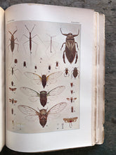 Load image into Gallery viewer, The Insect Book by Leland O. Howard