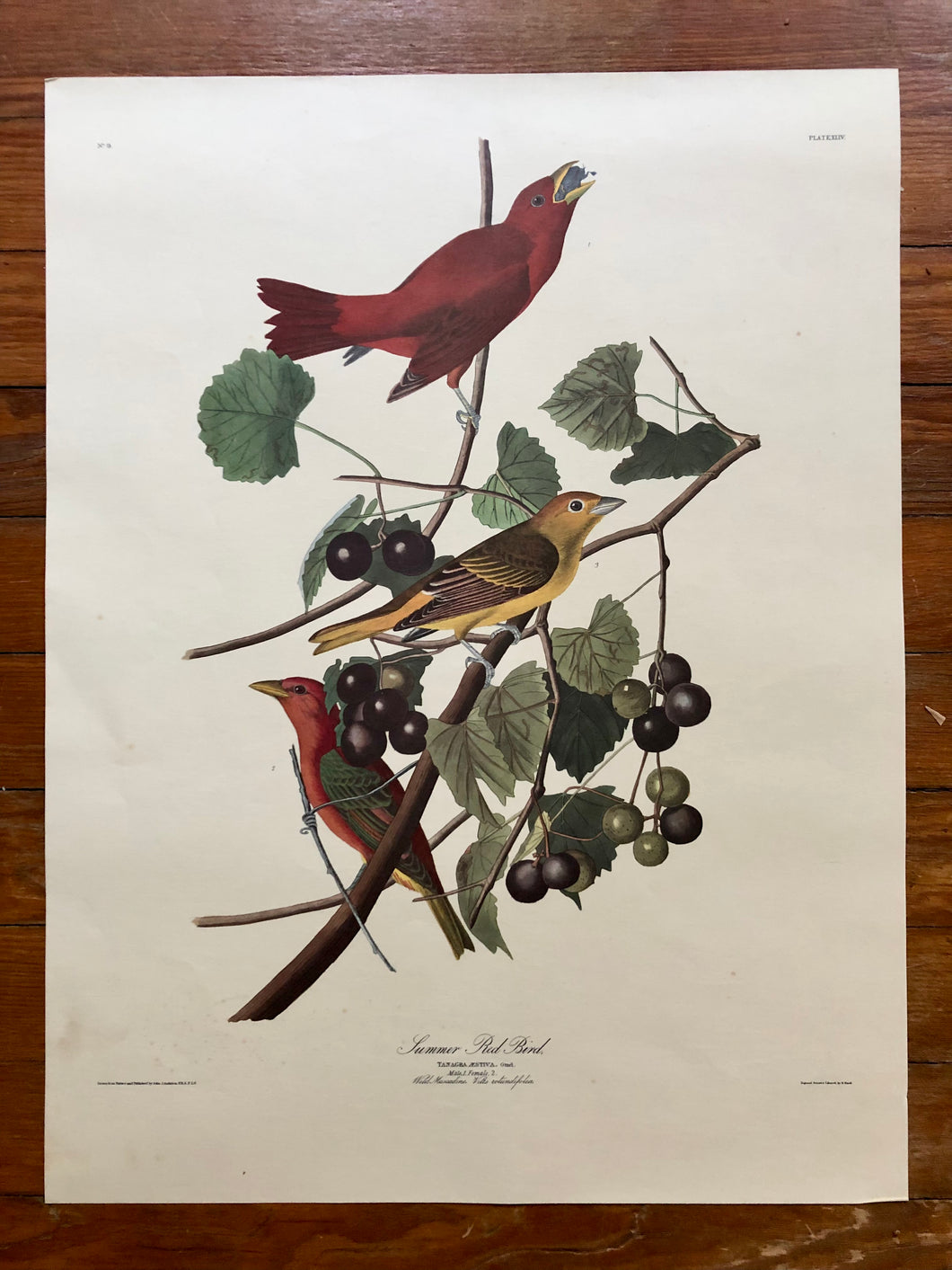 Audubon Print - Summer Red Bird
