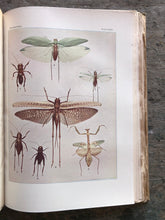 Load image into Gallery viewer, The Insect Book by Leland O. Howard