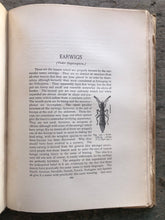 Load image into Gallery viewer, The Insect Book by Leland O. Howard