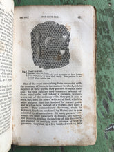 Load image into Gallery viewer, The Natural History of Insects. First Series.