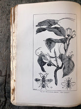 Load image into Gallery viewer, The Insect Book by Leland O. Howard