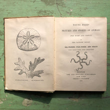 Load image into Gallery viewer, Young Folks' Pictures and Stories of Animals for Home and School: Sea-Urchins, Star-Fishes, and Corals. by Mrs. Sanborn Tenney