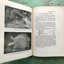 Load image into Gallery viewer, The Reptile Book by Raymond Lee Ditmars