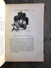 Load image into Gallery viewer, "Dan Beard's Animal Books and Camp-Fire Stories" by Dan Beard