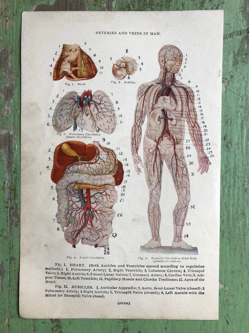 Arteries and Veins in Man. Print from 