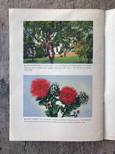 Load image into Gallery viewer, Honolulu and the Hawaiian Islands:The Crossroads of the Pacific
