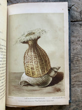 Load image into Gallery viewer, A Manual of the Sea-Anemones Commonly Found on the English Coast by the Rev. George Tugwell
