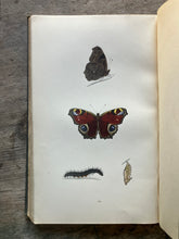 Load image into Gallery viewer, A History of British Butterflies by The Rev. F. O. Morris
