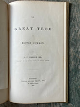 Load image into Gallery viewer, The Great Tree on Boston Common by J. C. Warren

