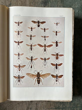 Load image into Gallery viewer, The Insect Book by Leland O. Howard
