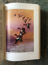 Load image into Gallery viewer, A Book on Duck Shooting by Van Campen Heilner. Paintings and drawings by Lynn Bogue Hunt
