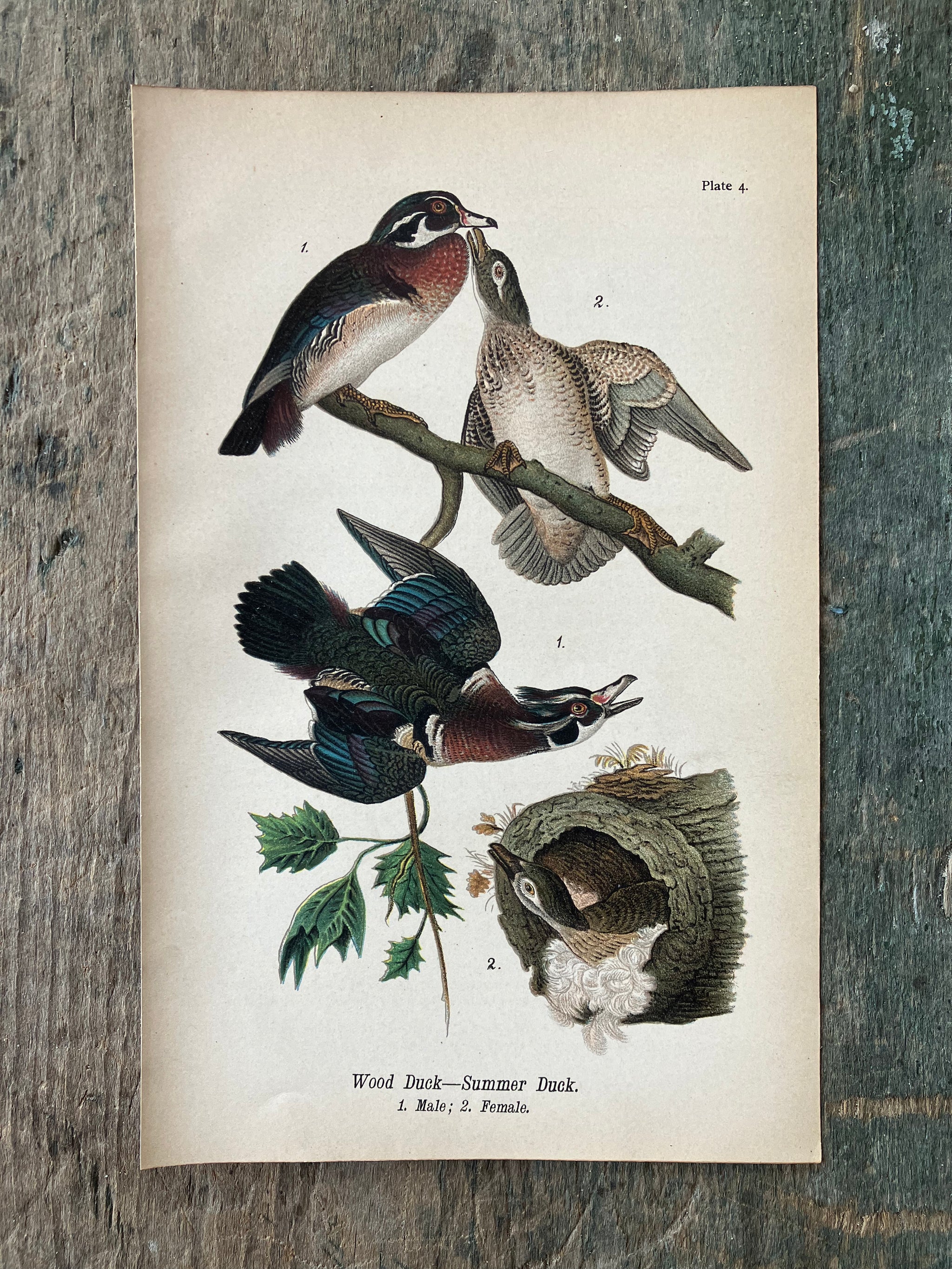 Bird Prints – Under the Covers Antique and Vintage Books