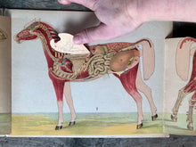 Load image into Gallery viewer, Anatomical Model of The Mare
