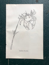 Load image into Gallery viewer, &quot;Smalltoothcombia Domestica.&quot; and &quot;Crabbia Horrida.&quot; Double-sided Print by Edward Lear from &quot;Nonsense Books.&quot;
