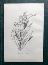 Load image into Gallery viewer, &quot;Tureenia Ladlecum.&quot; and &quot;Knutmigrata Simplice.&quot; Double-sided Print by Edward Lear from &quot;Nonsense Books.&quot;
