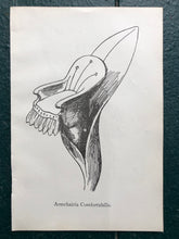 Load image into Gallery viewer, &quot;Armchairia Comfortabilis.&quot; and &quot;Bassia Palealensis&quot; Double-sided Print by Edward Lear from &quot;Nonsense Books.&quot;
