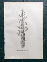 Load image into Gallery viewer, &quot;Bluebottlia Buzztilentia.&quot; and &quot;Bubblia Blowpipia.&quot; Double-sided Print by Edward Lear from &quot;Nonsense Books.&quot;
