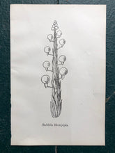 Load image into Gallery viewer, &quot;Bluebottlia Buzztilentia.&quot; and &quot;Bubblia Blowpipia.&quot; Double-sided Print by Edward Lear from &quot;Nonsense Books.&quot;
