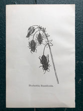 Load image into Gallery viewer, &quot;Bluebottlia Buzztilentia.&quot; and &quot;Bubblia Blowpipia.&quot; Double-sided Print by Edward Lear from &quot;Nonsense Books.&quot;
