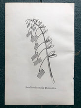 Load image into Gallery viewer, &quot;Smalltoothcombia Domestica.&quot; and &quot;Crabbia Horrida.&quot; Double-sided Print by Edward Lear from &quot;Nonsense Books.&quot;
