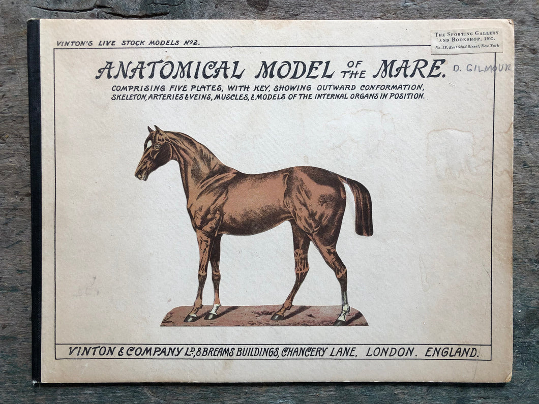 Anatomical Model of The Mare