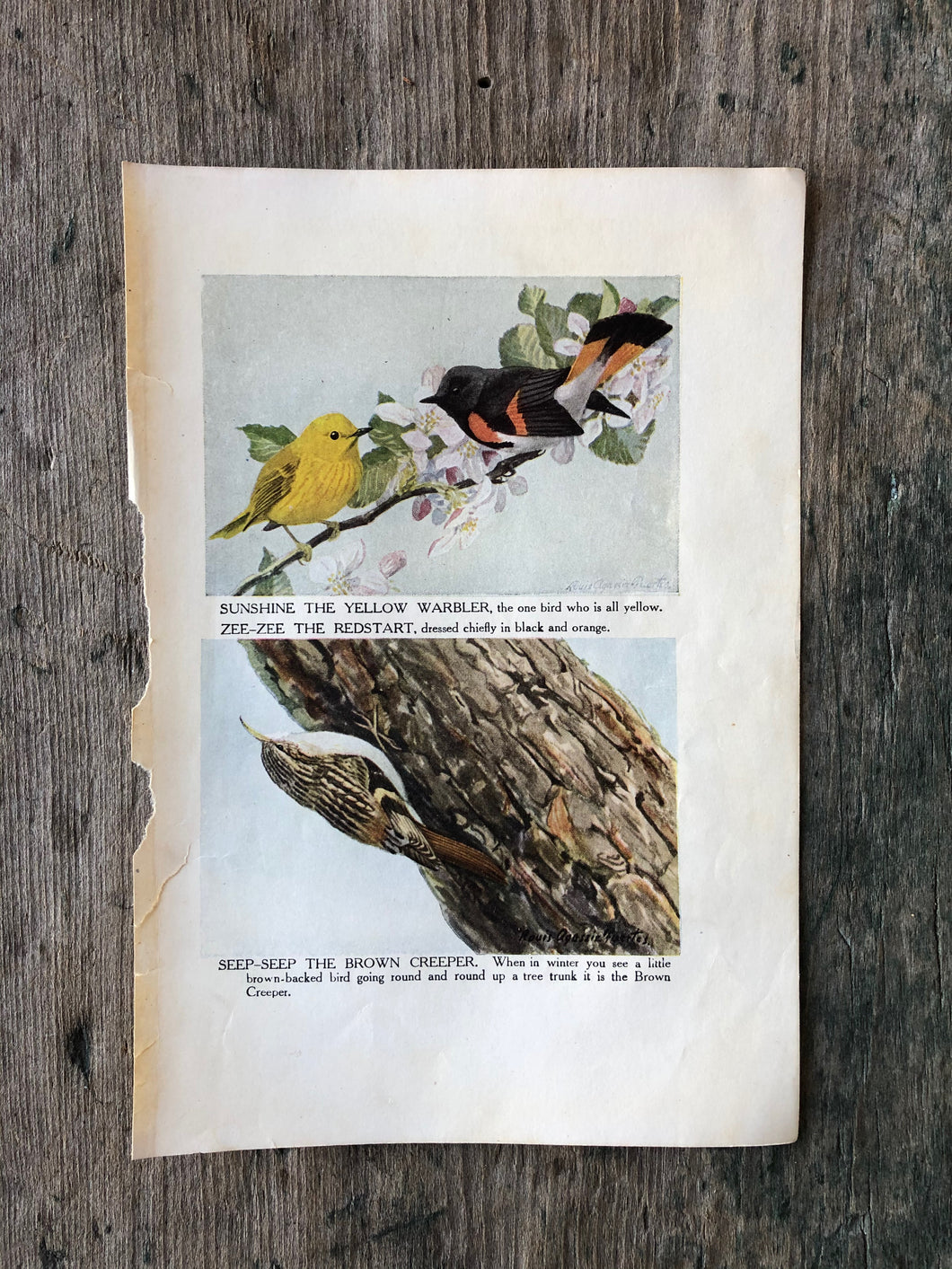 Bird Print by Louis Agassiz Fuertes