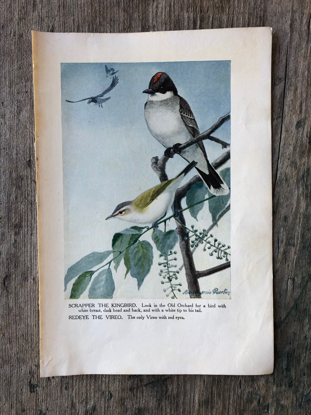 Bird Print by Louis Agassiz Fuertes