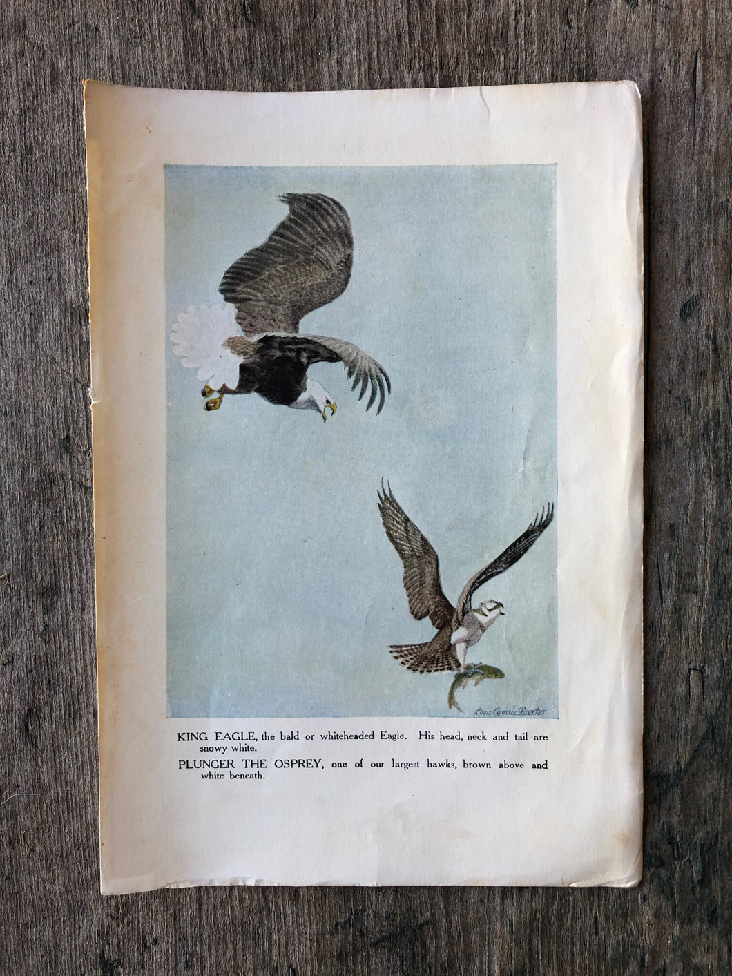 Bird Print by Louis Agassiz Fuertes